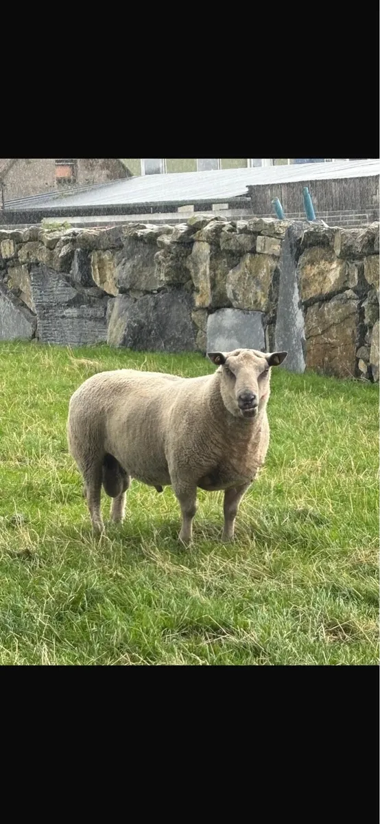 Charlaois Ram - Image 2