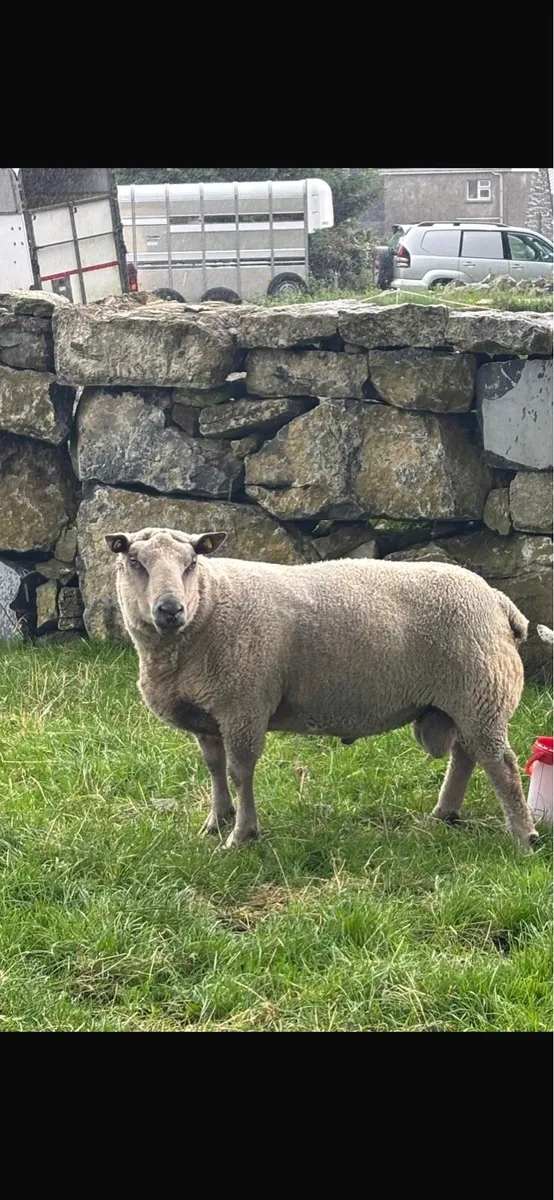 Charlaois Ram - Image 3