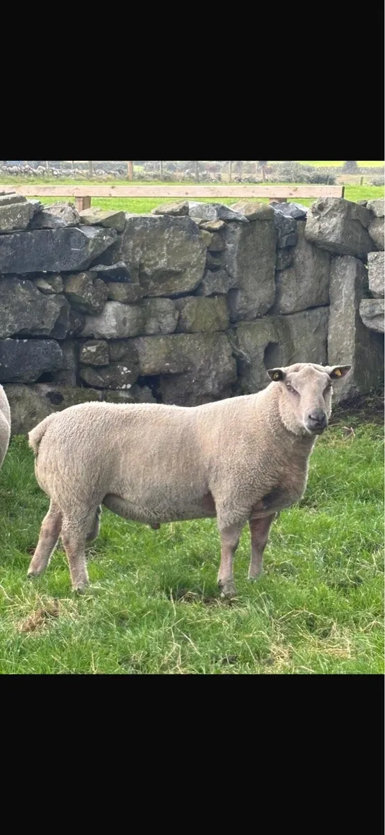 Charlaois Ram - Image 4
