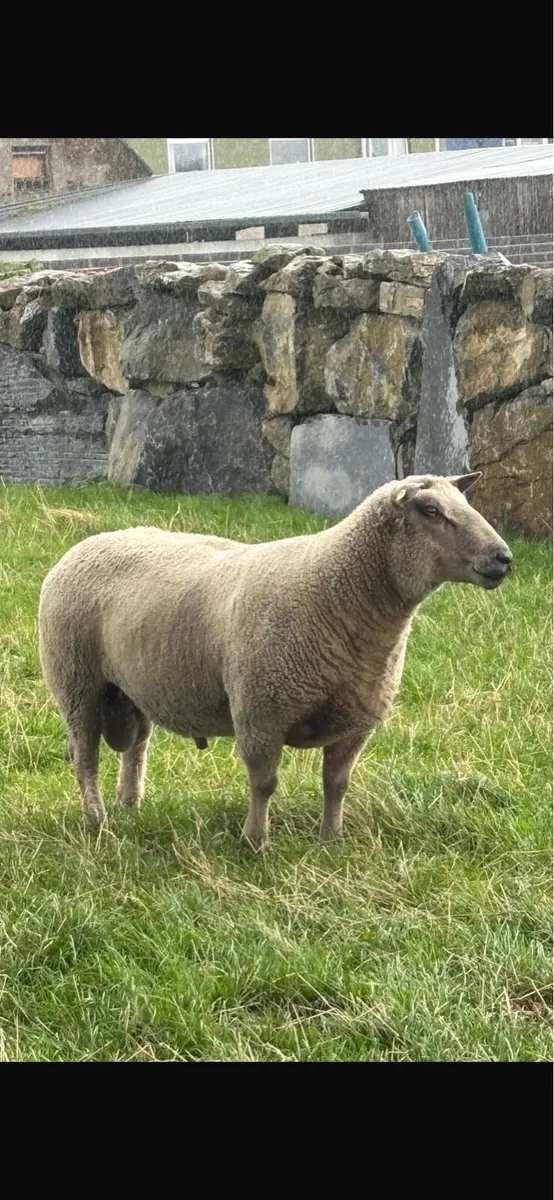 Charlaois Ram - Image 1