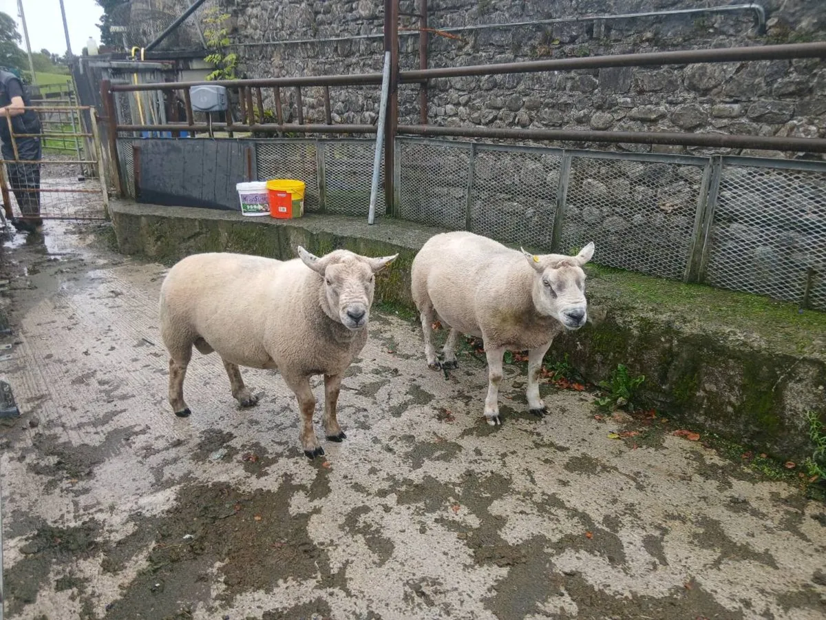 Breeding rams for sale - Image 1