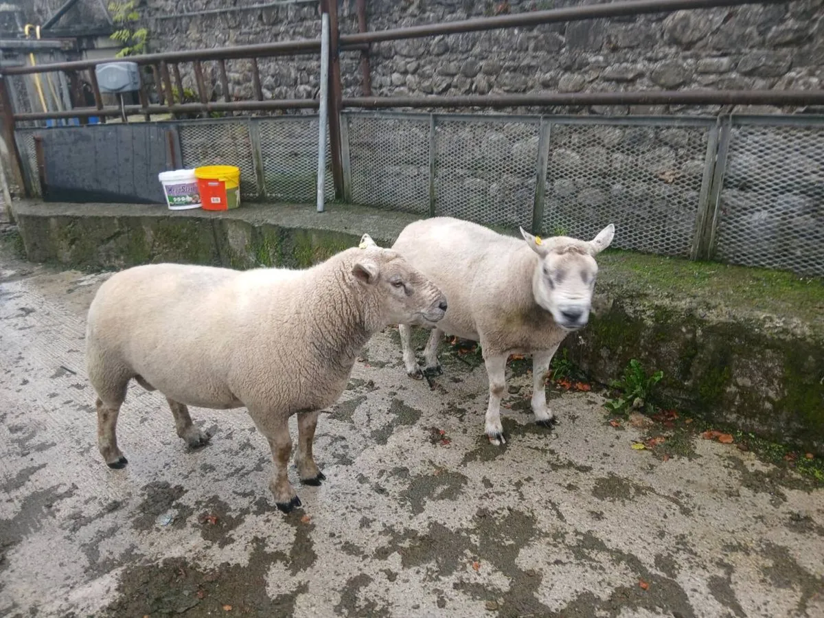 Breeding rams for sale - Image 2