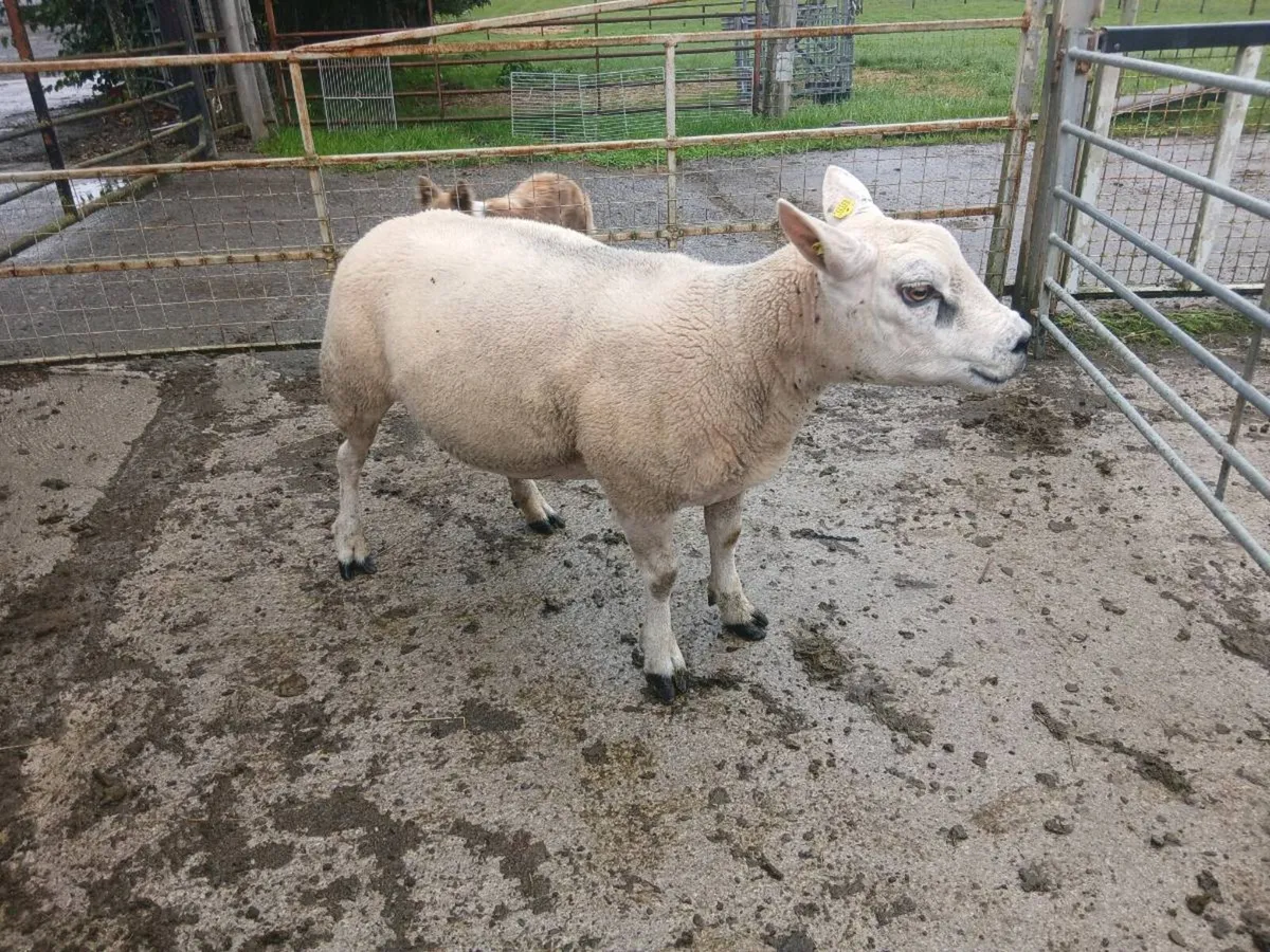 Breeding rams for sale - Image 3