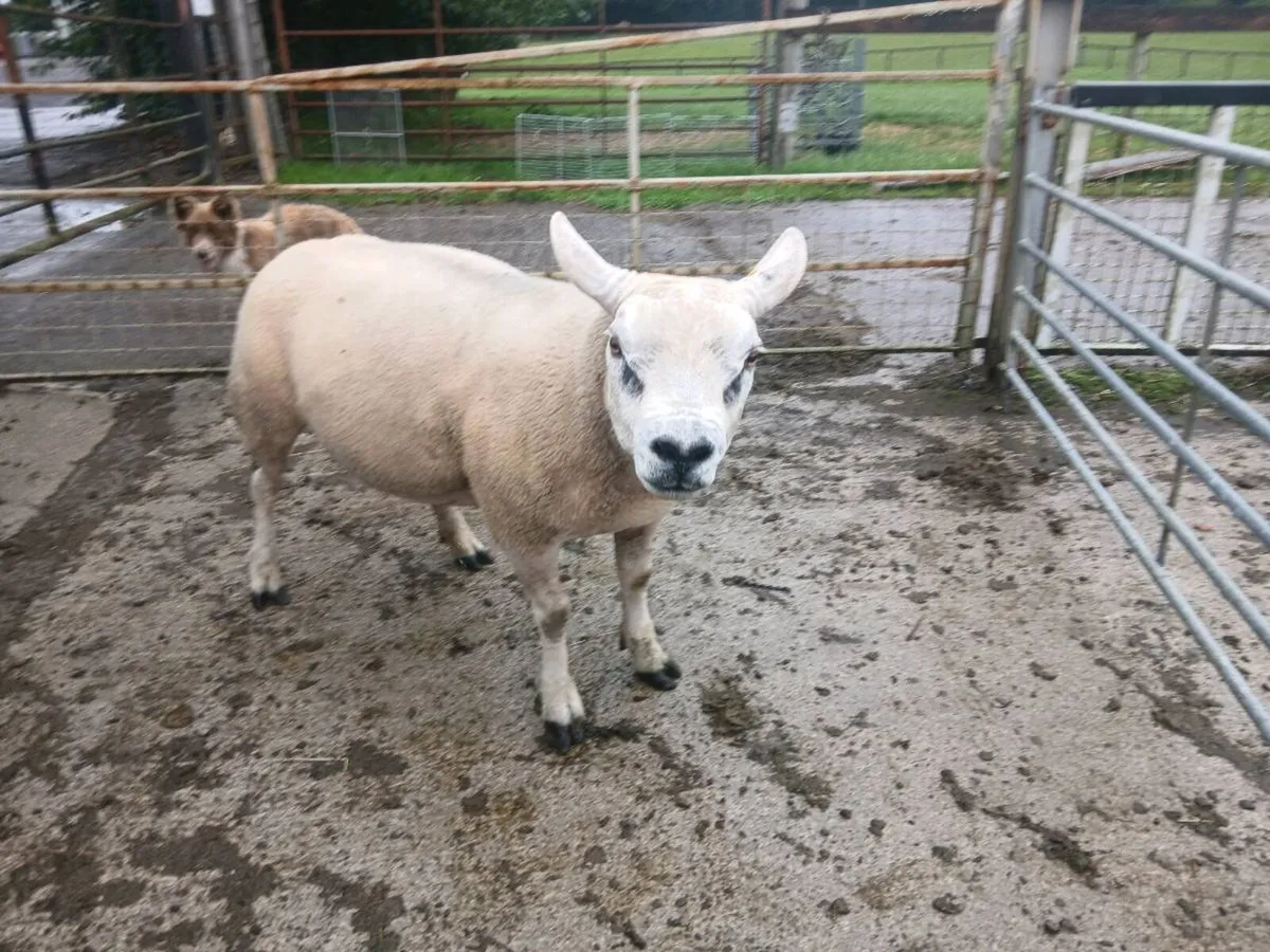 Breeding rams for sale - Image 4