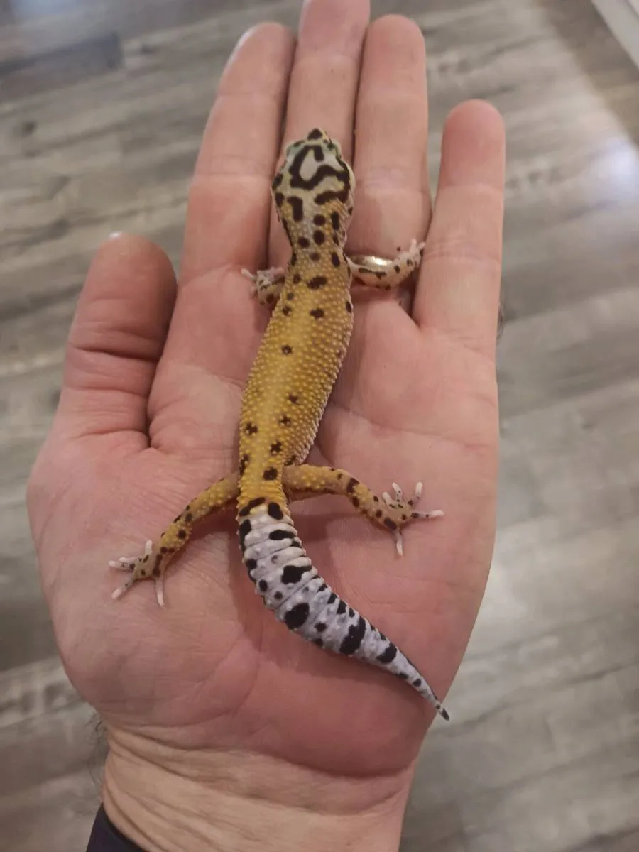 Young leopard geckos - Image 1