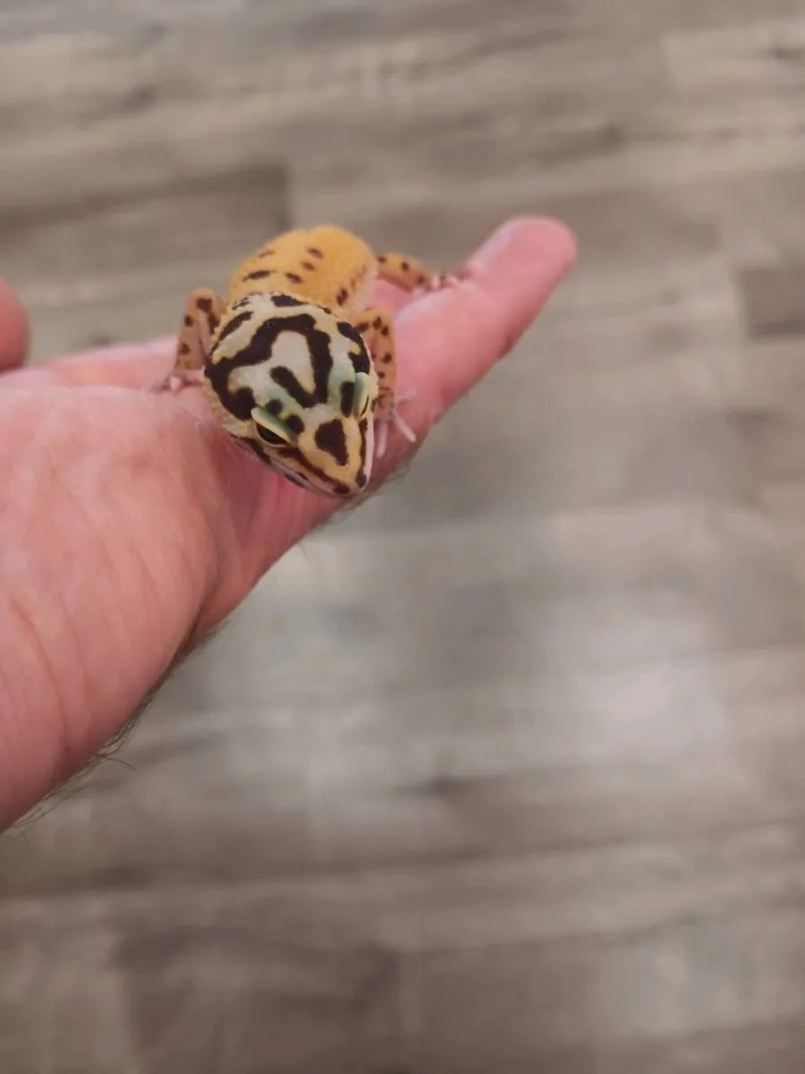 Young leopard geckos - Image 2