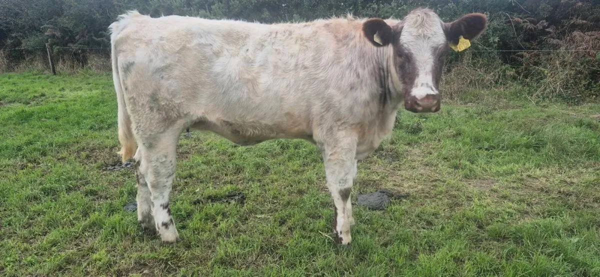 Shorthorn heifer - Image 3