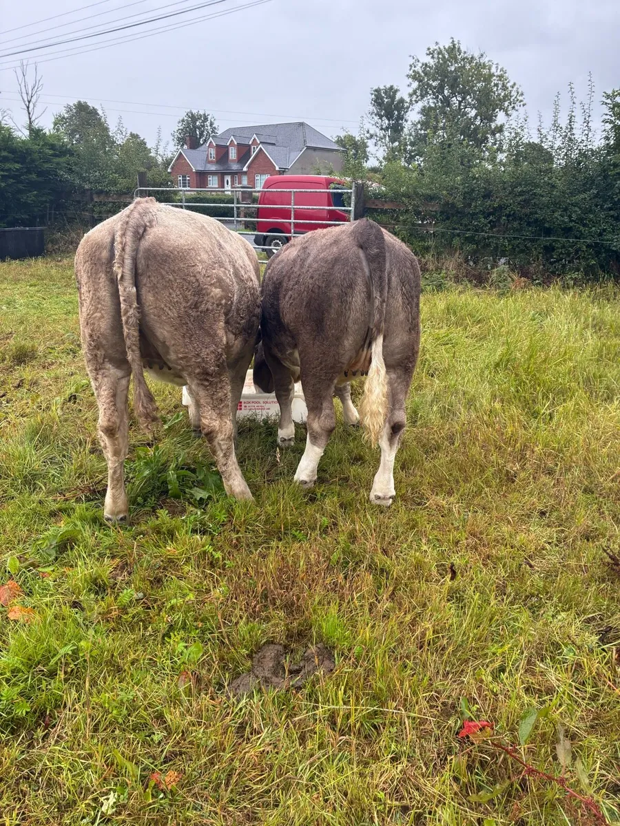 2 heifers - Image 4
