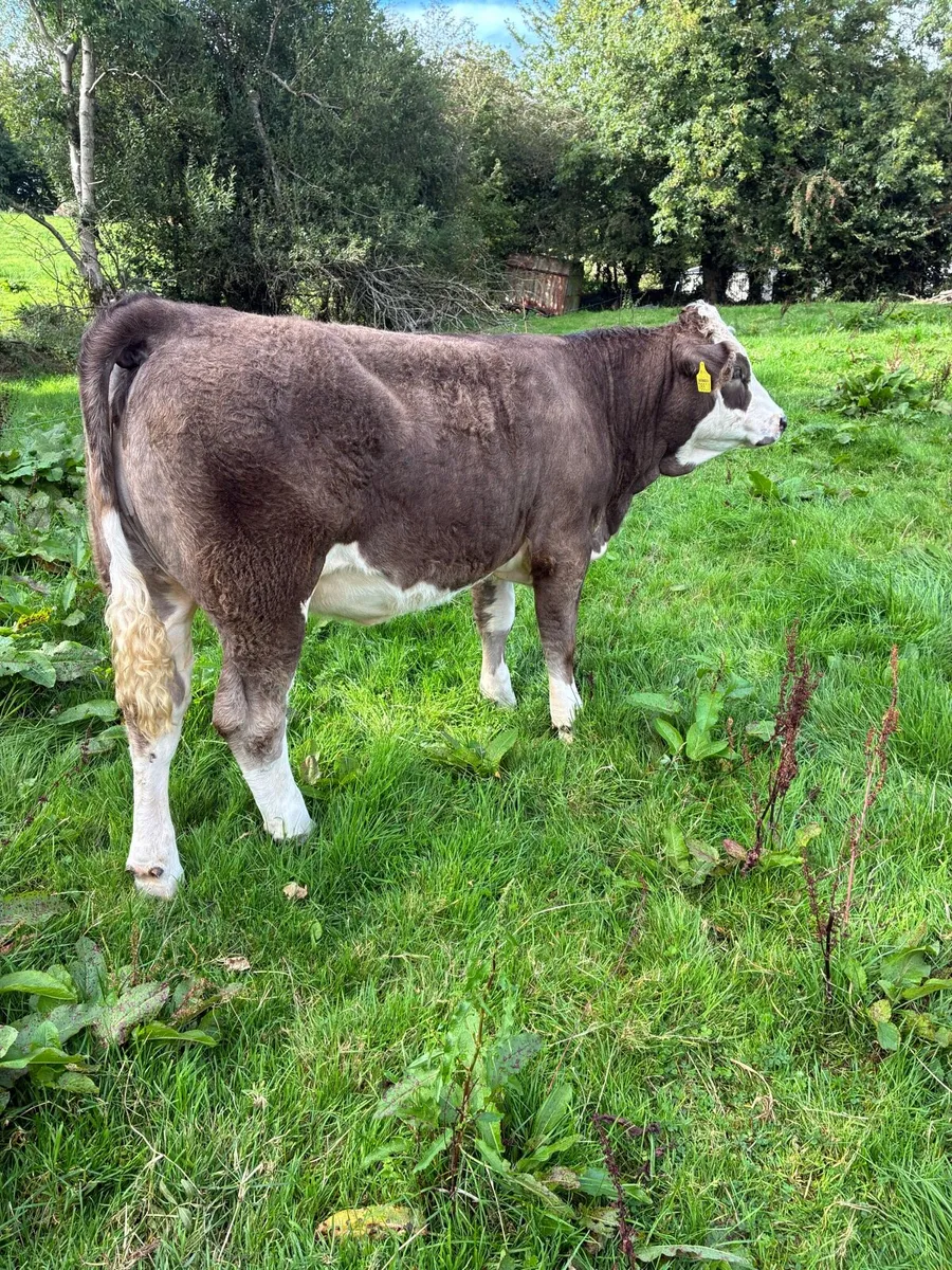 2 heifers - Image 1