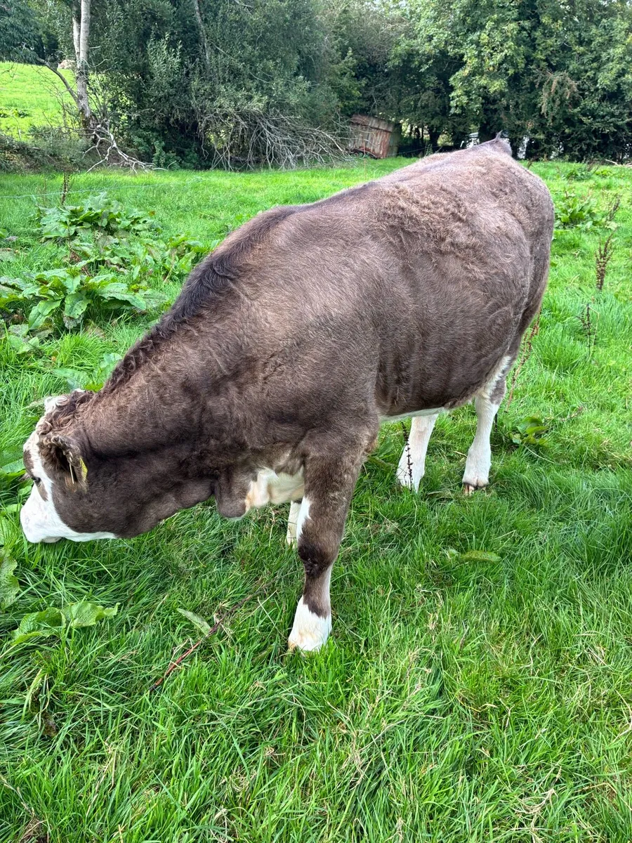 2 heifers - Image 2