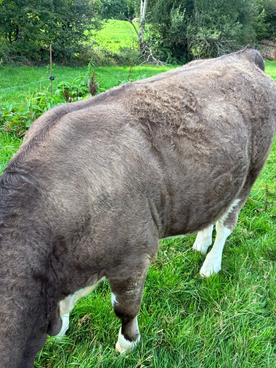 2 heifers - Image 3