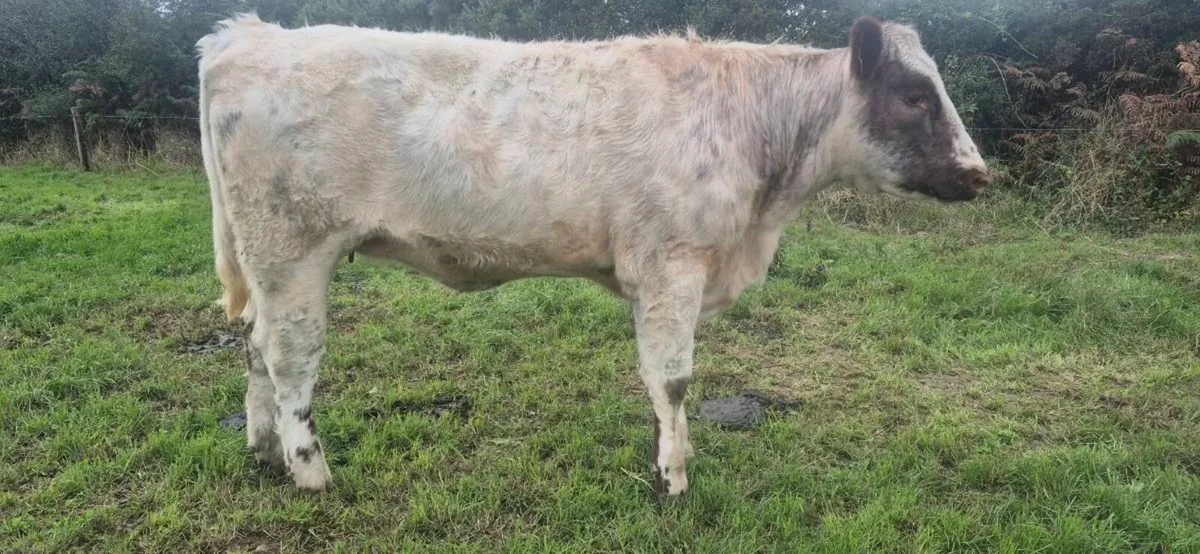 Shorthorn heifer - Image 2