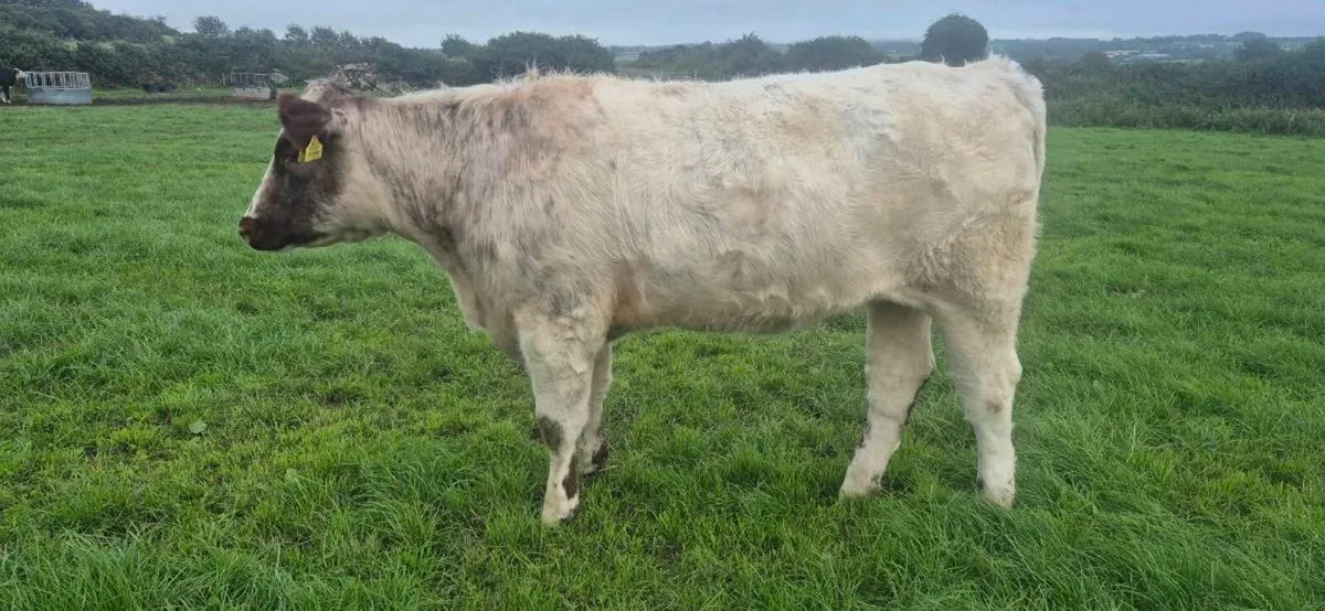 Shorthorn heifer - Image 1