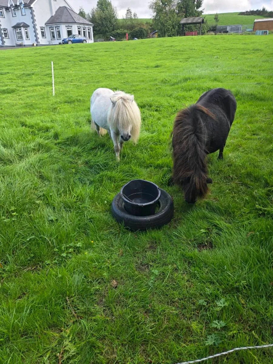 Miniature Ponies - Image 1