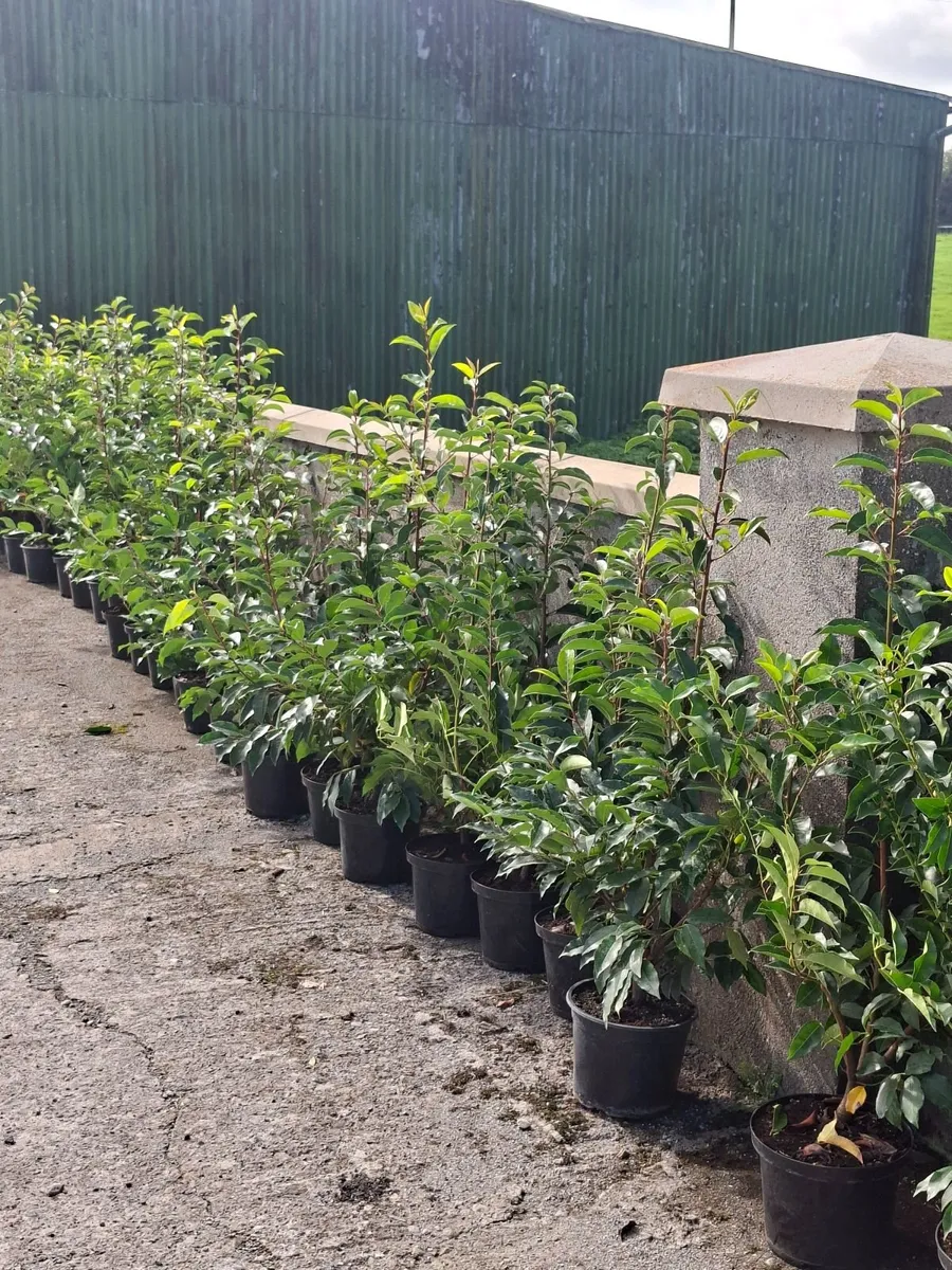 Portuguese Laurel - Image 1