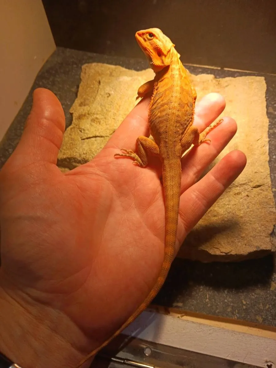 Baby bearded dragons - Image 1