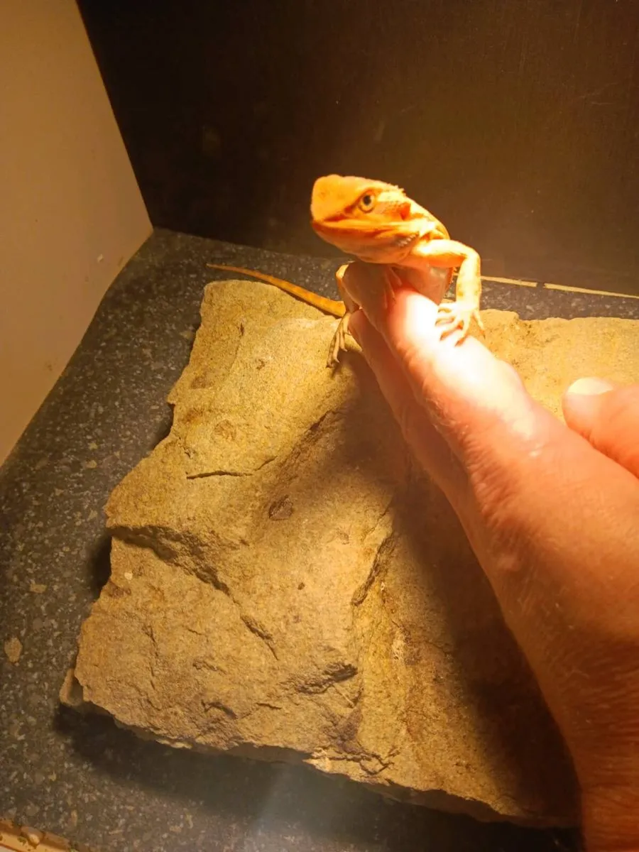 Baby bearded dragons - Image 2