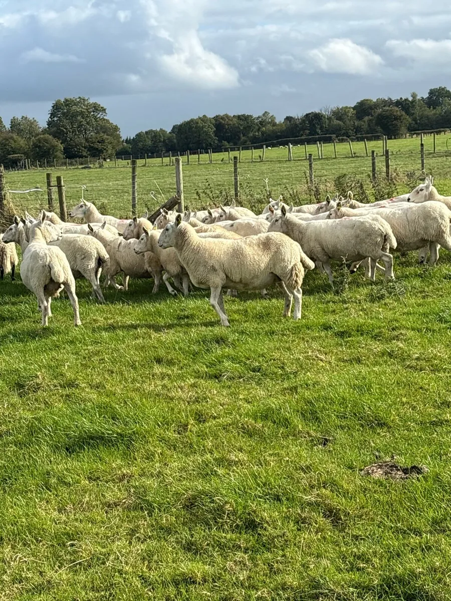 💥25 Cheviot ewes 💥 - Image 1