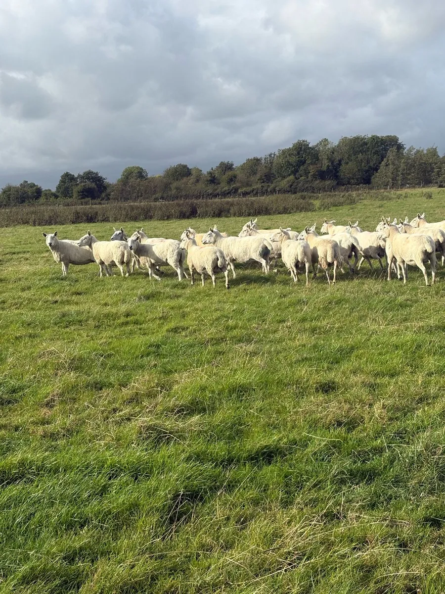 💥25 Cheviot ewes 💥 - Image 4