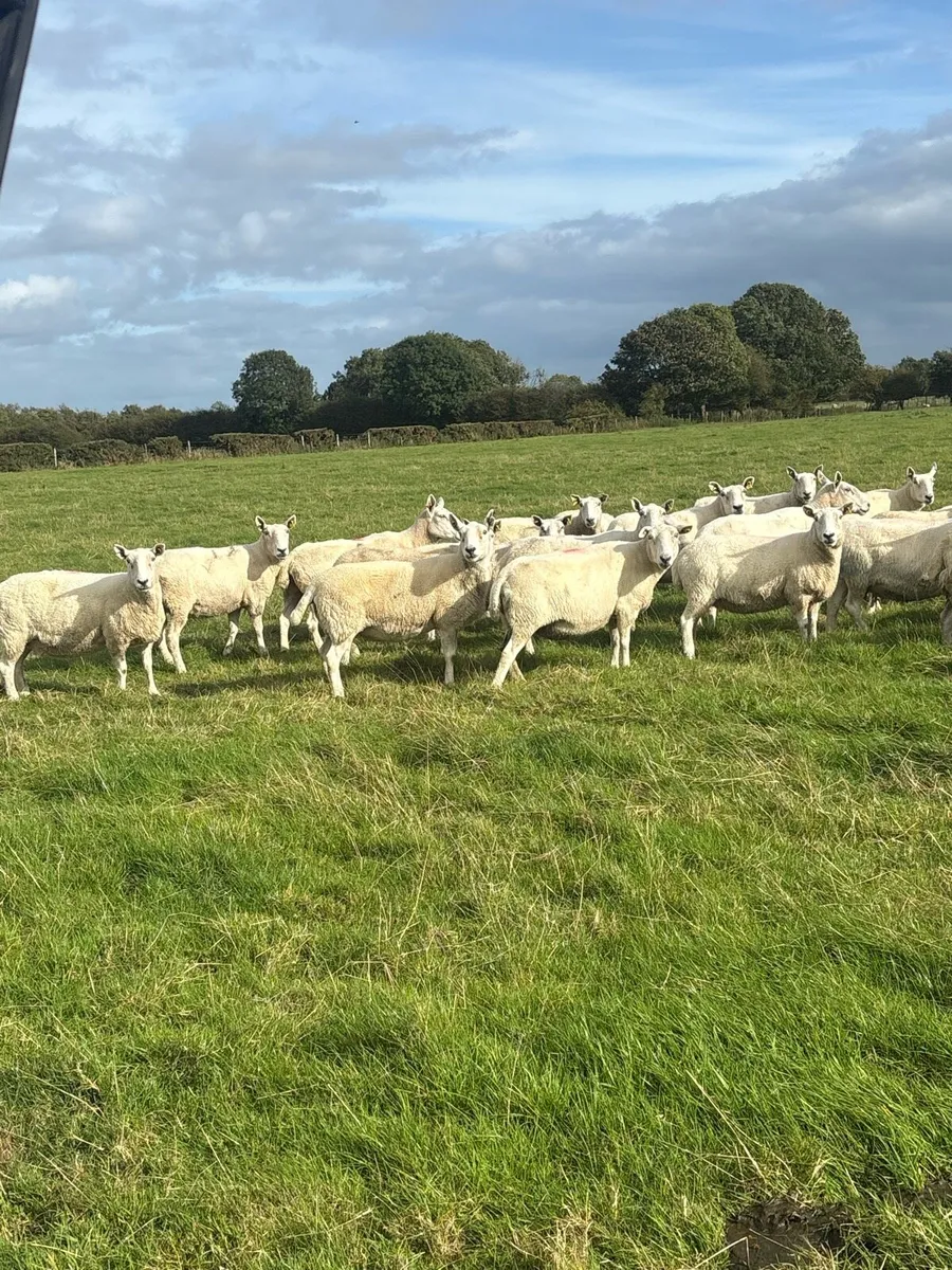 💥25 Cheviot ewes 💥 - Image 2