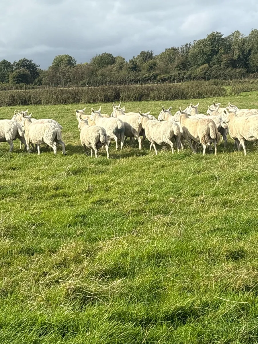 💥25 Cheviot ewes 💥 - Image 3