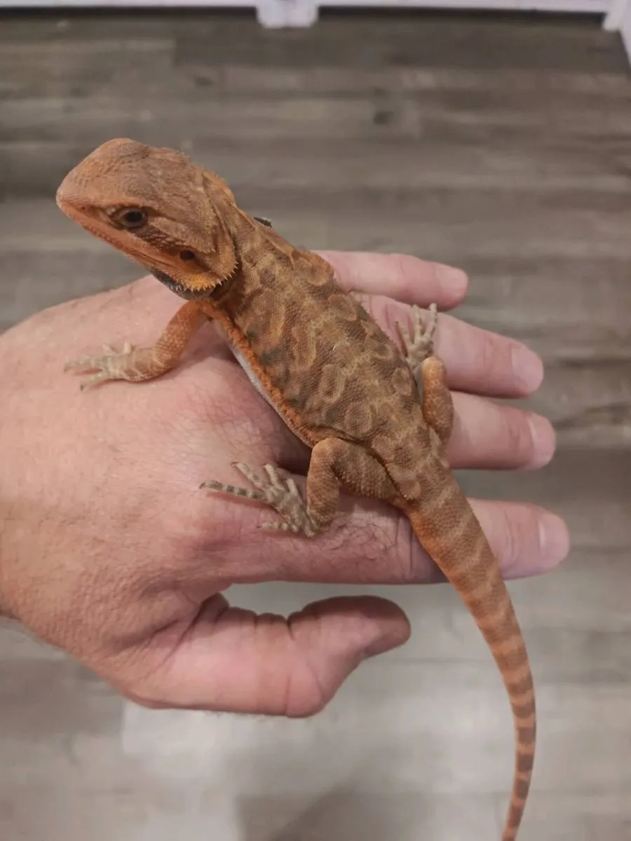 Baby bearded dragons - Image 3