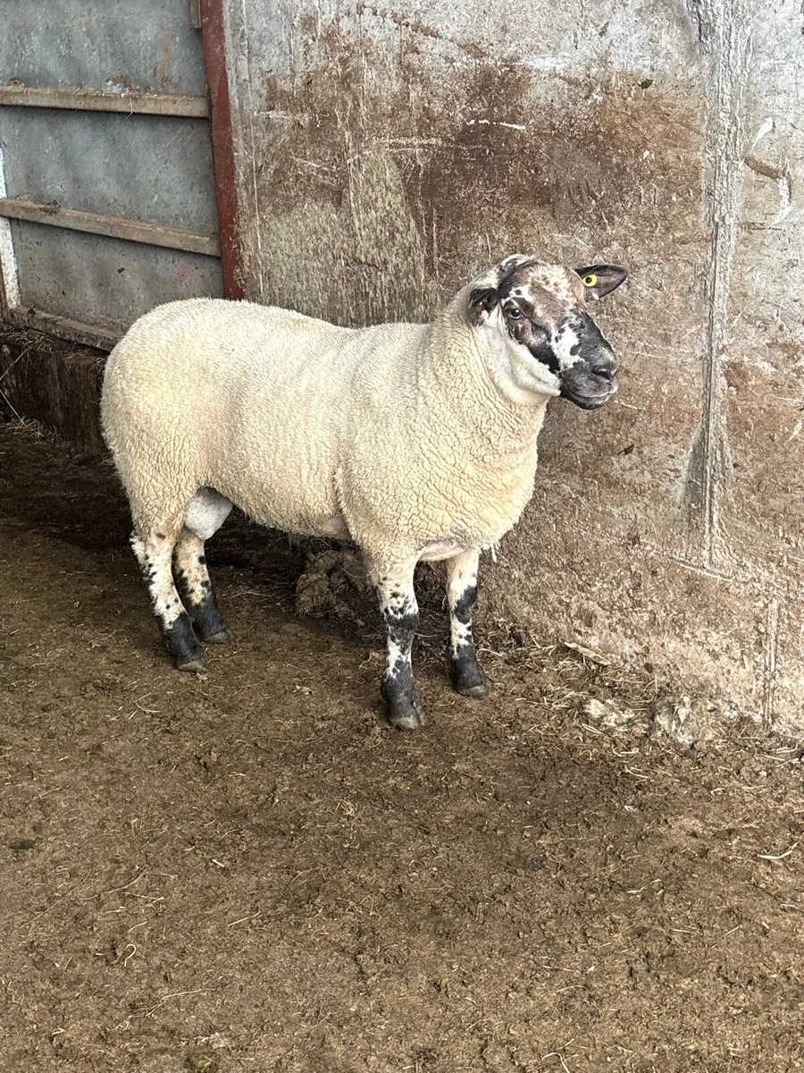 😍Suftex hogget ram 😍 - Image 1