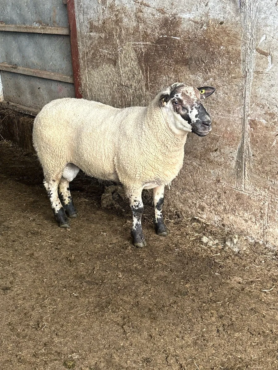 😍Suftex hogget ram 😍 - Image 3