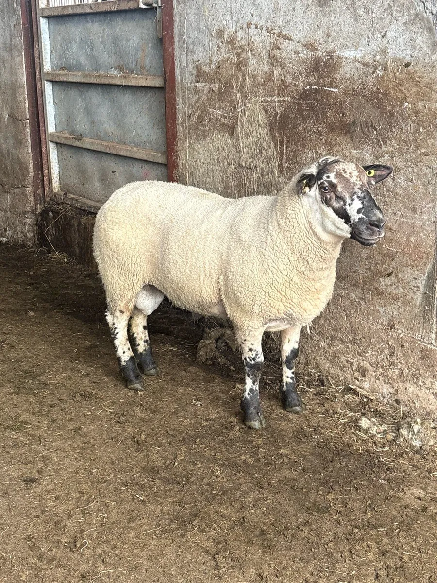 😍Suftex hogget ram 😍 - Image 2