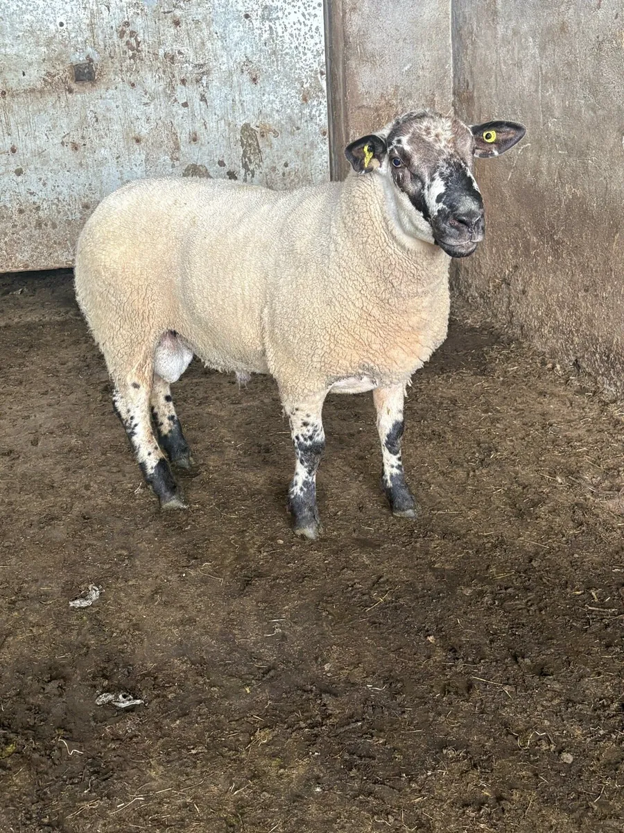 😍Suftex hogget ram 😍 - Image 4