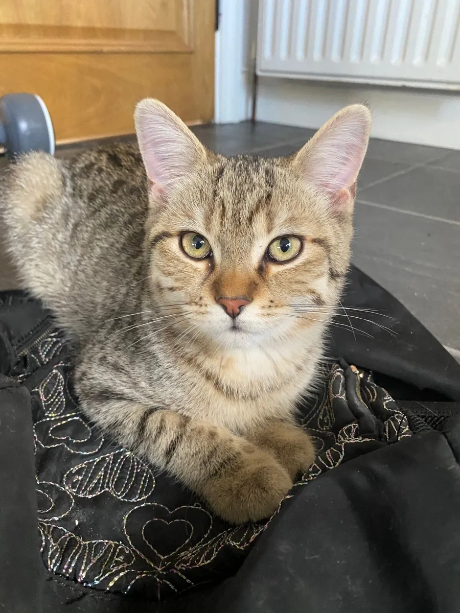 British short hair x Kittens - Image 1