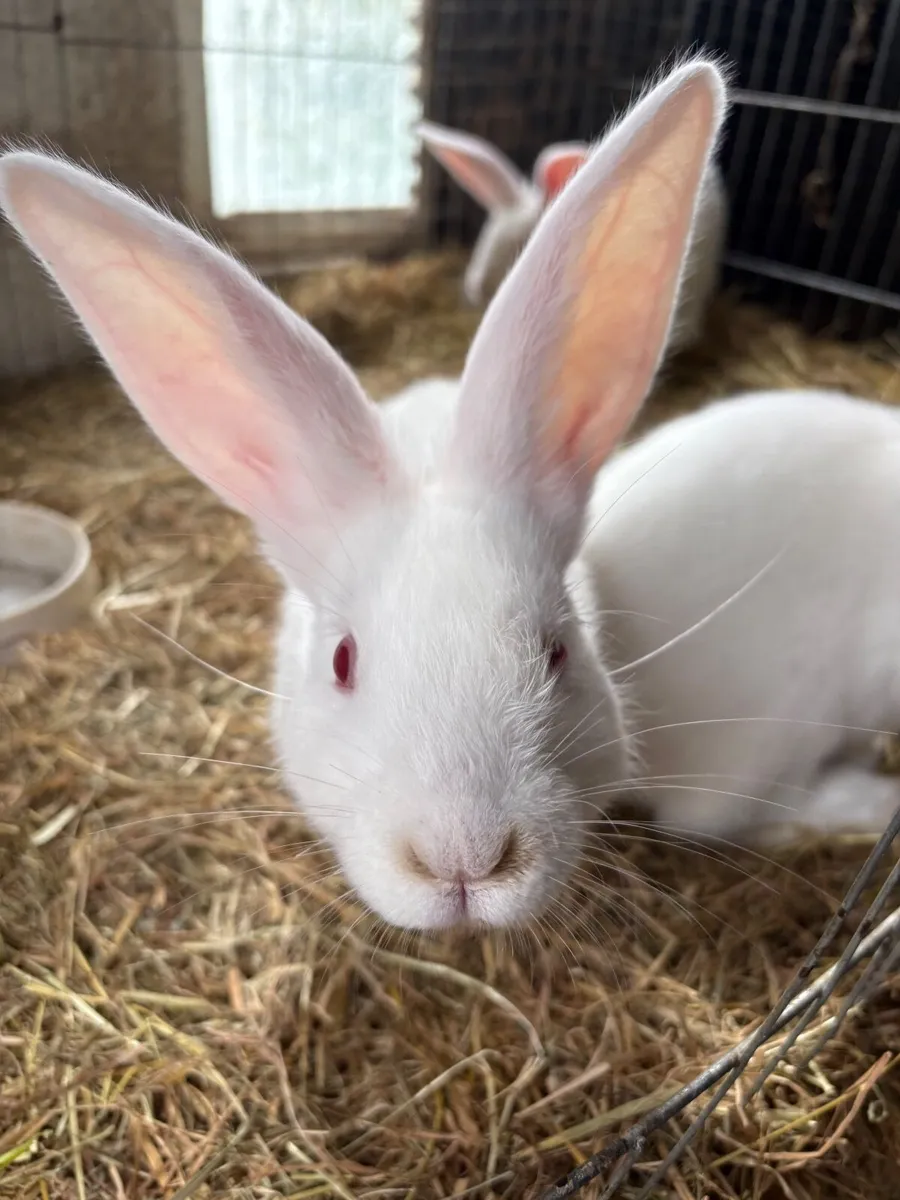 New Zealand rabbits - Image 2