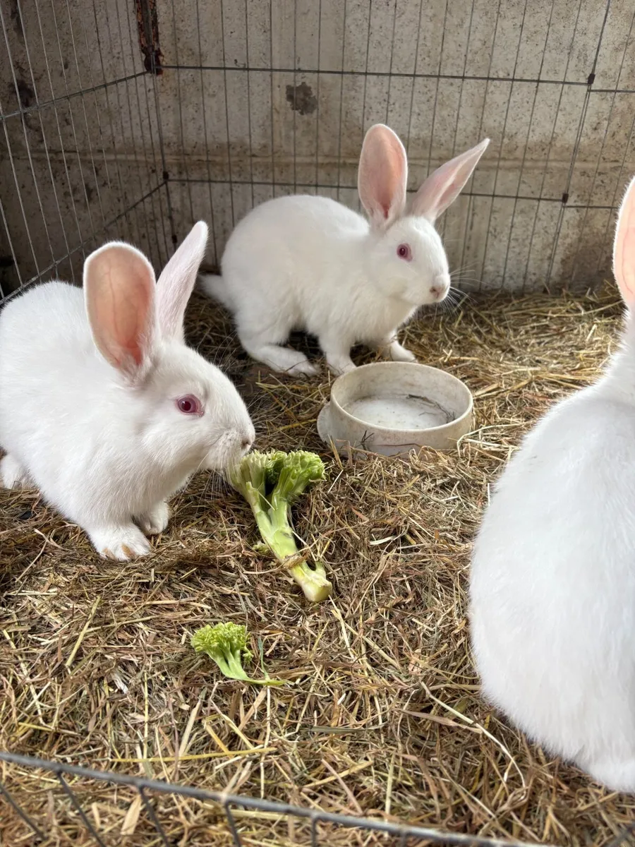 New Zealand rabbits - Image 1