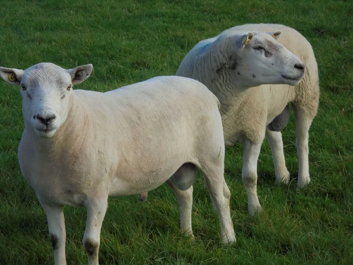 Texel and Charloais Rams - Image 3