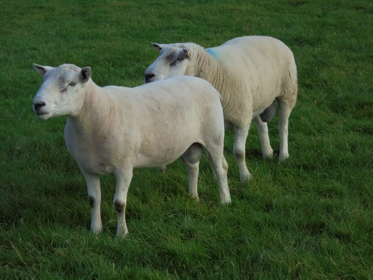 Texel and Charloais Rams - Image 4