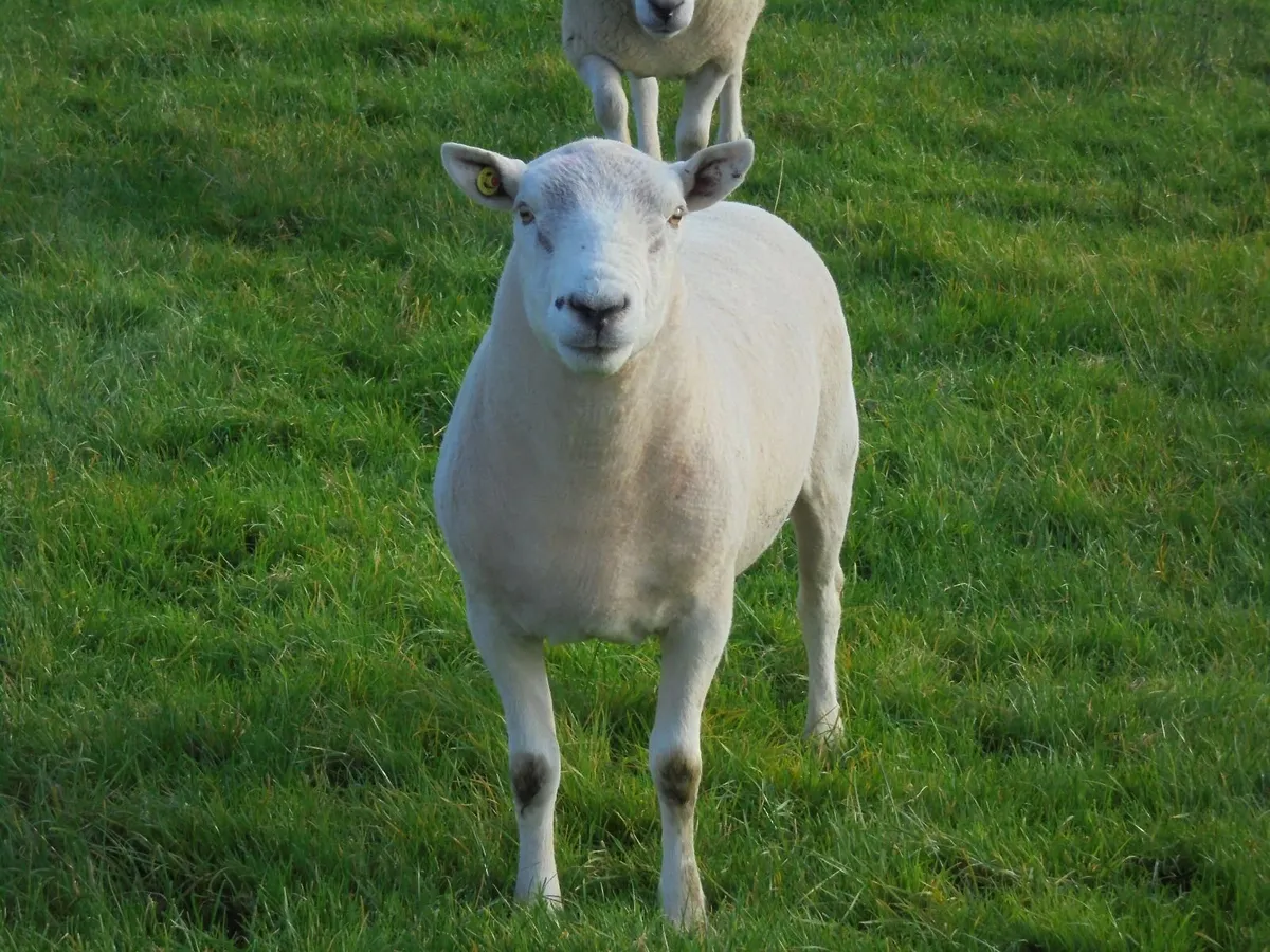 Texel and Charloais Rams - Image 2