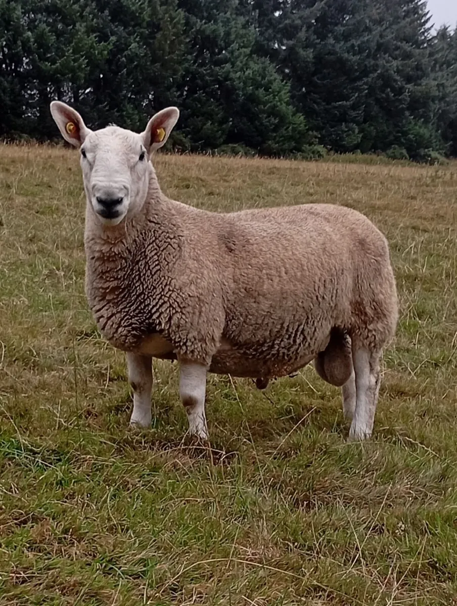 North Country Cheviot Rams - Image 1