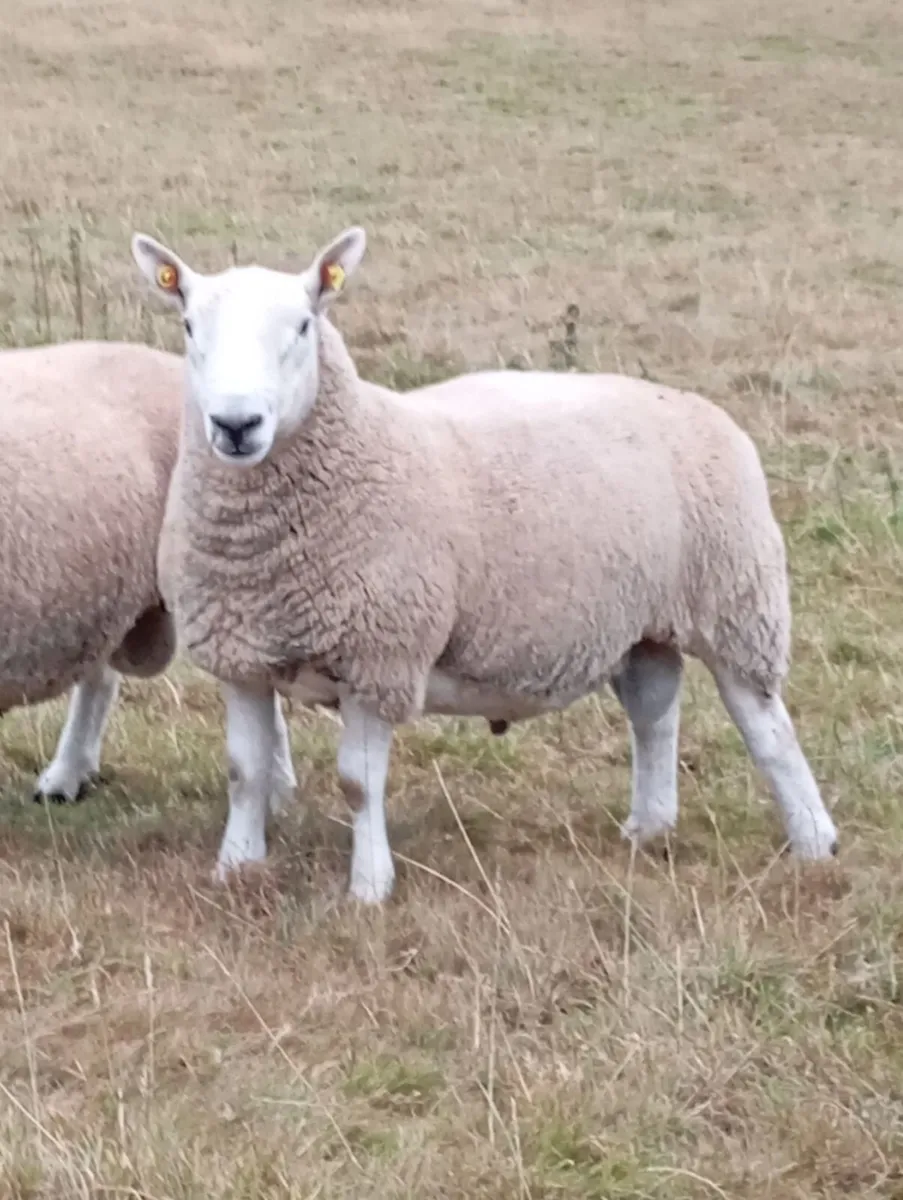 North Country Cheviot Rams - Image 2