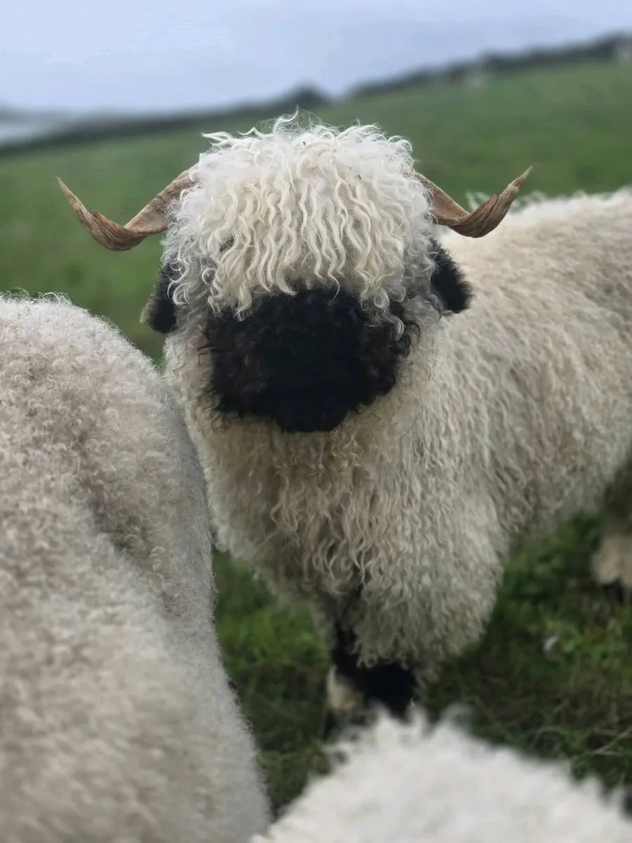 Valais Blacknose Sheep - 2 Female Hoggets - Image 1