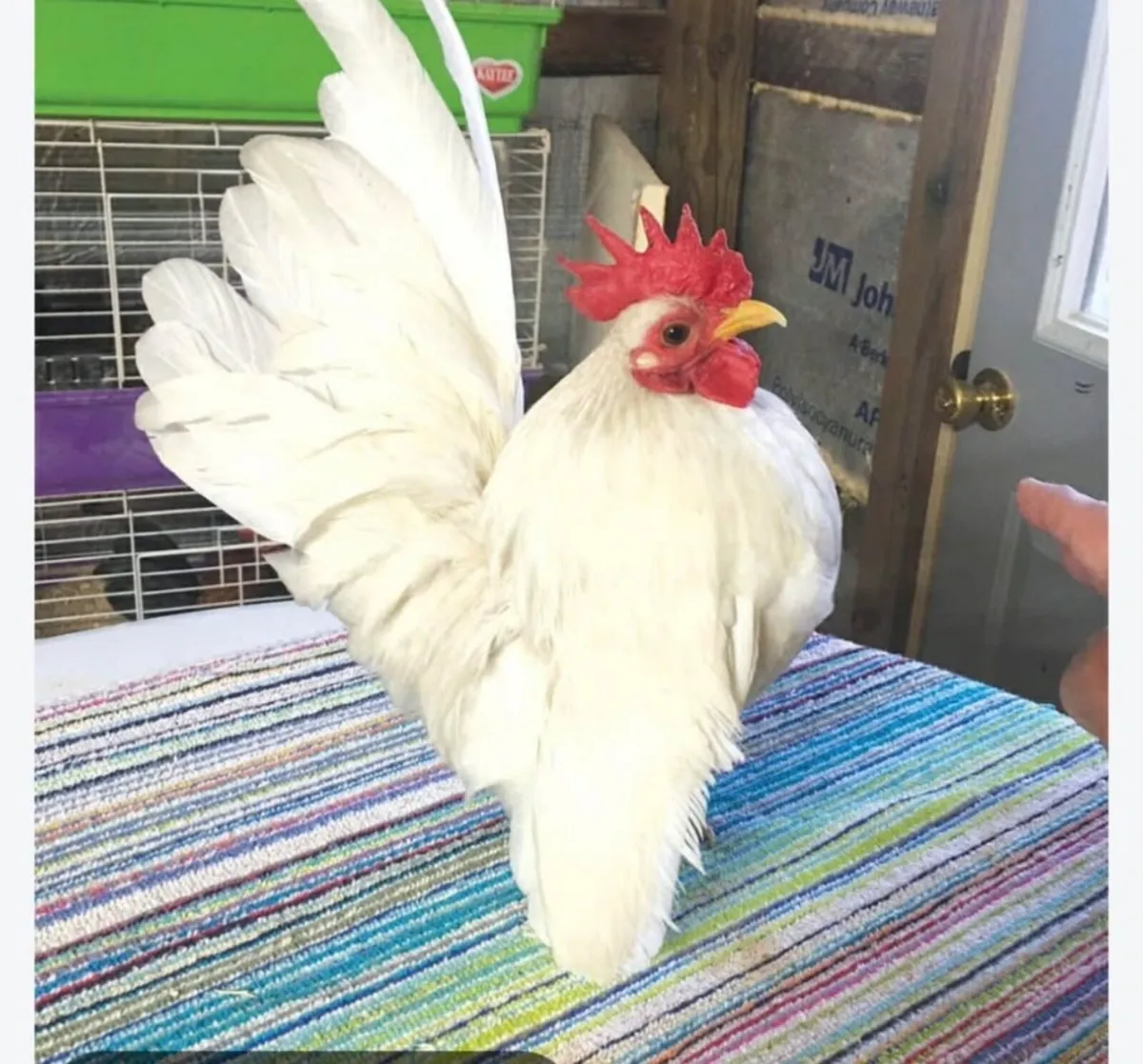 Serama Rooster