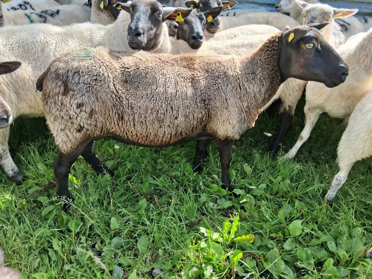 3 cull ewes - Image 2