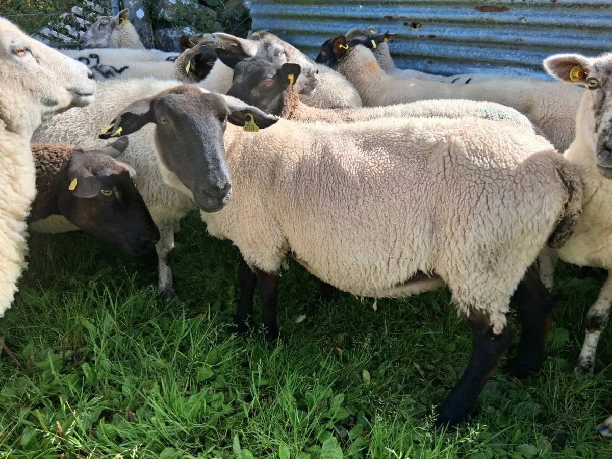 3 cull ewes - Image 3