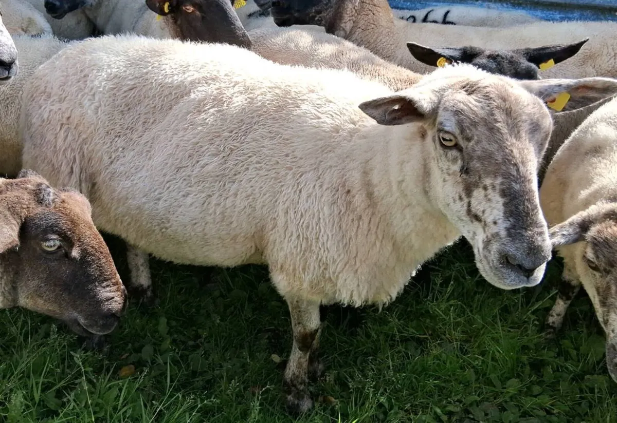 3 cull ewes - Image 4