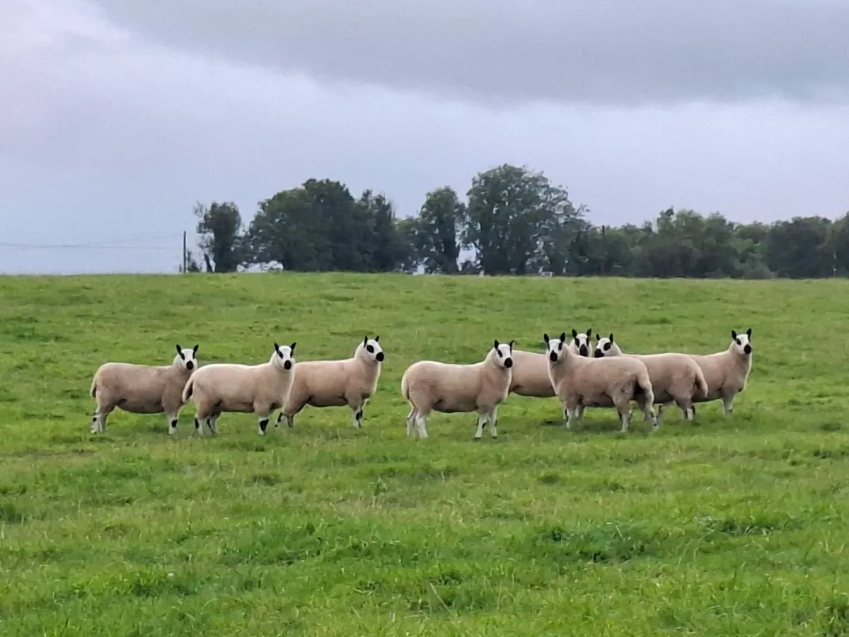 Kerryhill Ewe Hoggets - Image 1