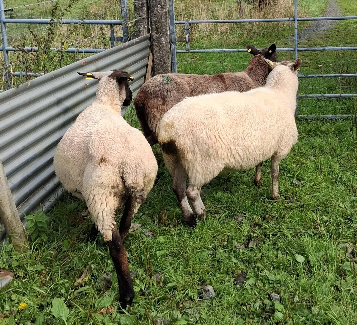 3 cull ewes - Image 1