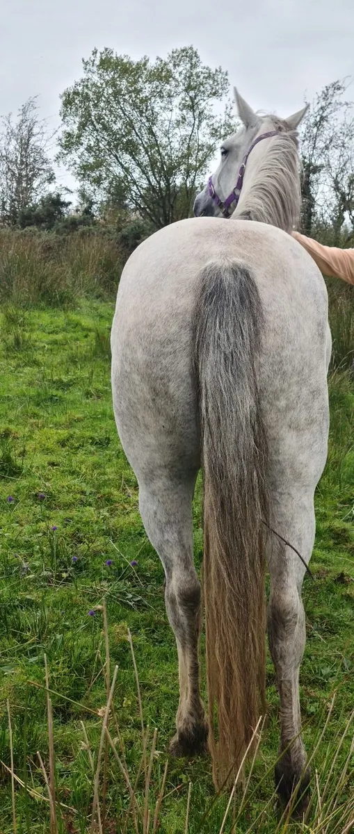 Connemara Pony - Image 2