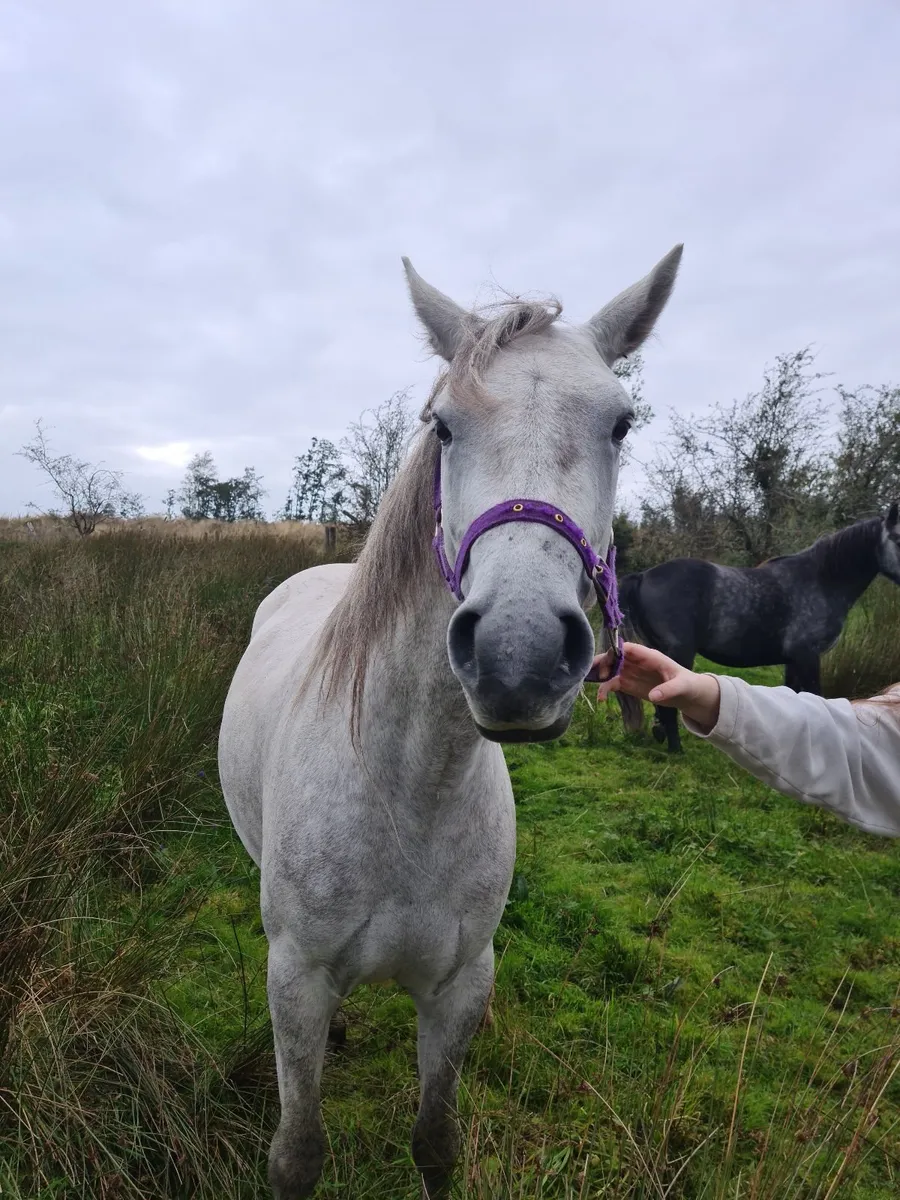 Connemara Pony - Image 1