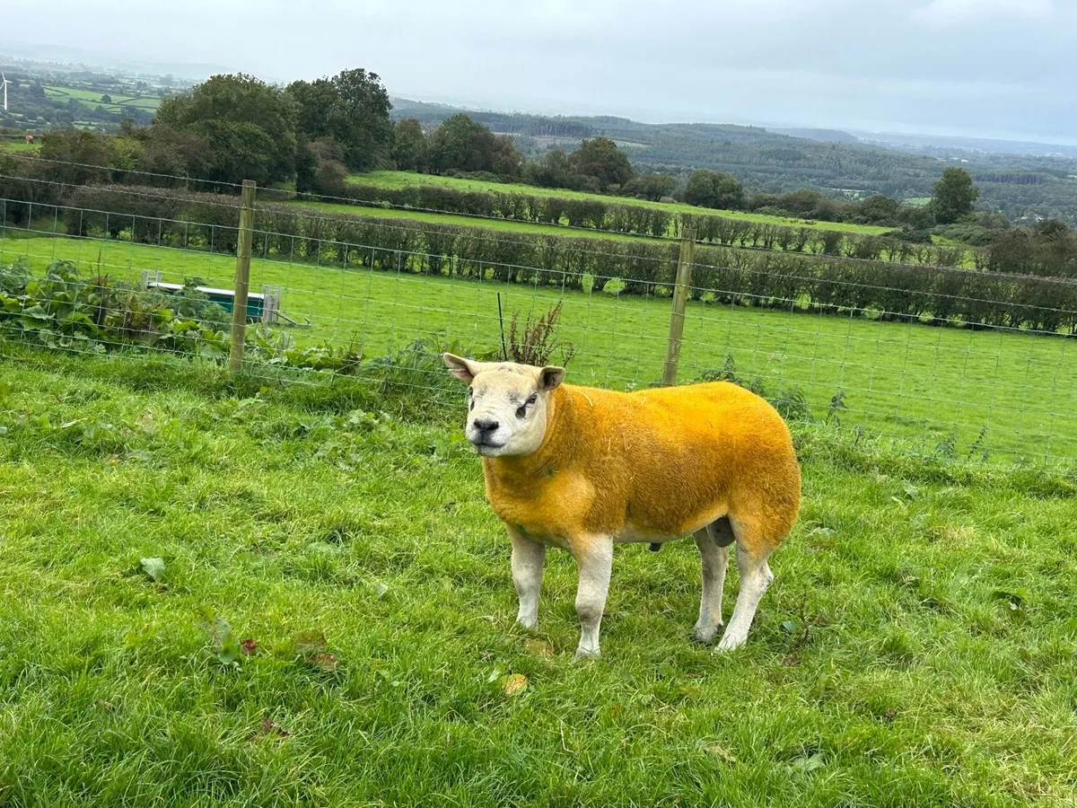 Pedigree Texel shearling rams - Image 2