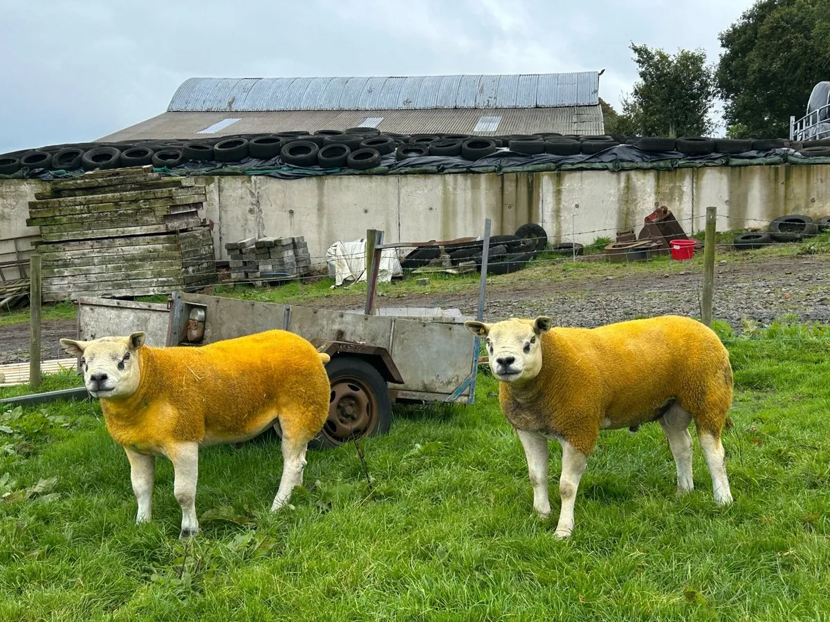Pedigree Texel shearling rams - Image 3