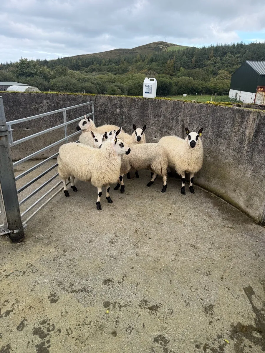 Pbnr Kerry hill ewe lambs - Image 2